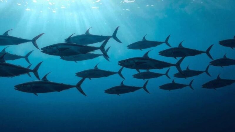 Recent Surge in Skipjack Tuna Prices in Ecuador and the Philippines